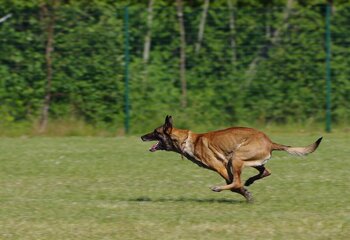 De Tarbes, le chien Néo en opération de gendarmerie en Ariège