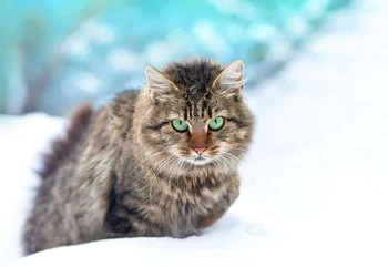 Siberian Cat