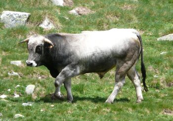 Concours Photo sur la vache Gasconne des Pyrénées