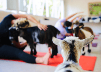 Goat watching yoga