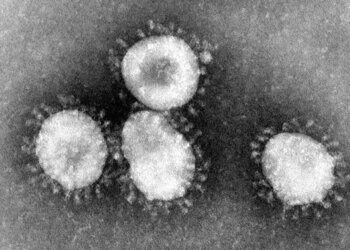 coronaviruses 004 lores