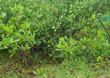 Reforestación de manglares