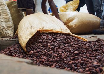El país exportó 40,267.4 toneladas métricas de cacao en grano, alcanzando un valor de US$368.6 millones.