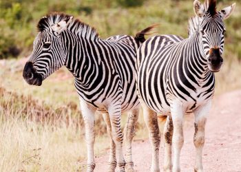 UAE safari parks expansion