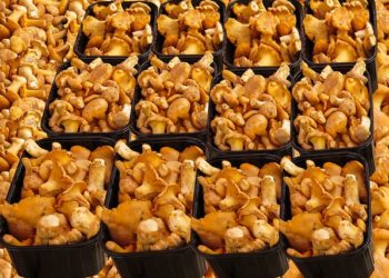 Toujours pas de cèpes ou de girolles au marché Marcadieu à Tarbes