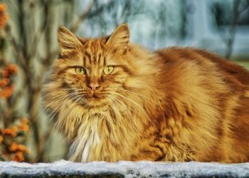 Des chiens, des chats et des volailles au Parc des expositions de Tarbes