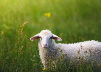 Insolite - un mouton saute d'une voiture, échappe aux gendarmes et fait arrêter un train