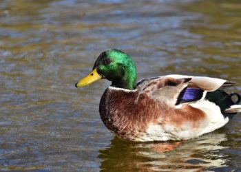 Peu de pluies, une hausse des températures, du vent, la météo de la semaine à Tarbes
