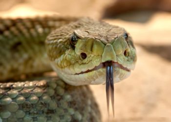 2 conférences sur les reptiles prévues à Bagnères de Bigorre
