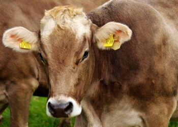 Dermatose nodulaire bovine en Ariège : des centaines de communes sous surveillance