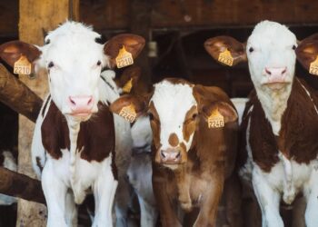 Foyer de dermatose nodulaire bovine confirmé au nord est de Tarbes