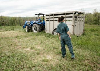 Dermatose nodulaire, Delga annonce une aide régionale aux éleveurs