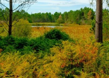 Landes et Gironde en alerte canicule et incendies