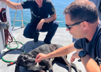 Incendie - un chien fuit le feu en nageant dans le bassin d'Arcachon
