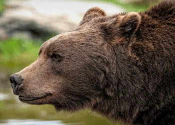 Insolite - Un ours coincé en haut d’un poteau électrique