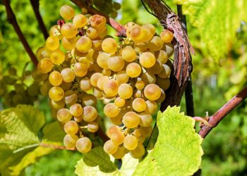 Une date de début de vendanges historique
