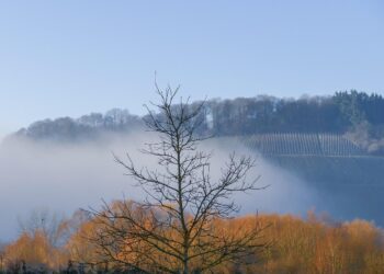 Sécheresse "un dépérissement sans précédent des forêts" en Europe