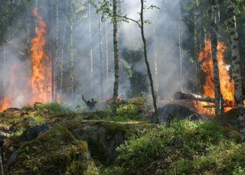 Alerte incendies de forêts, le 65 en alerte jaune, Gers et Haute Garonne en alerte orange