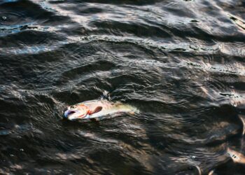 Sécheresse, hécatombe des poissons