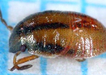 L'invasion des punaises des champs se poursuit