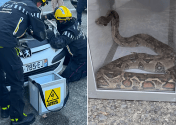 Près de Toulouse, il tombe un serpent Boa dans le moteur de sa voiture