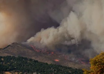 Repenser la forêt face aux mégafeux