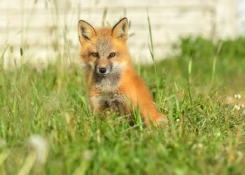 Un jeune renard capturé après avoir mordu 2 personnes