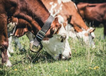 En montagne, certains troupeaux de vaches ravitaillés en eau par des hélicoptères de l'armée