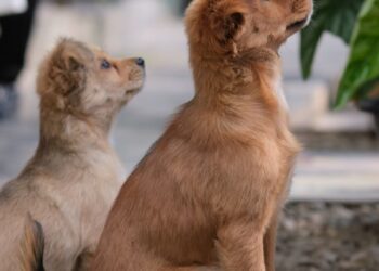 Des chiens associés à l'IA pour détecter les cancers