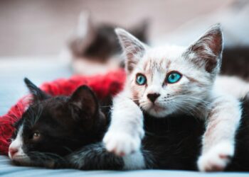 Ses chats sont saisis "On a enlevé ma raison de vivre"