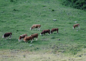 Agriculture : les fourrages vont manquer dans les élevages