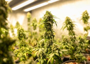 Un plantation de cannabis découverte dans la banlieue de Pau