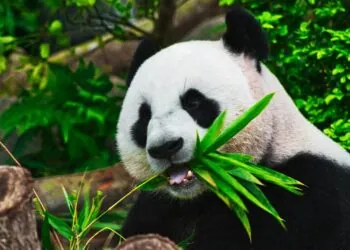 Le parc national des Pyrénées jumelé avec le Parc du Panda Géant en Chine