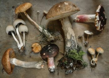 Connaître les champignons avec l'Association Mycologique de Bigorre