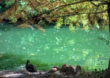 Canicule, poussières du désert et Galerne sur Tarbes ce dimanche
