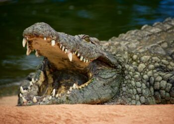 Les douaniers découvrent une tête de crocodile dans une valise