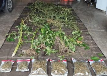 Une 3e plantation de cannabis découverte dans les Baronnies
