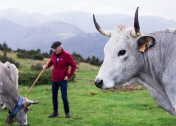 Un éleveur des Hautes Pyrénées au Sommet de l'élevage pour défendre la Gasconne des Pyrénées