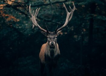 Dans le secret du brame du cerf