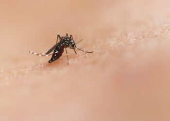 Face aux moustiques tigres, cette commune teste des nichoirs à chauves-souris