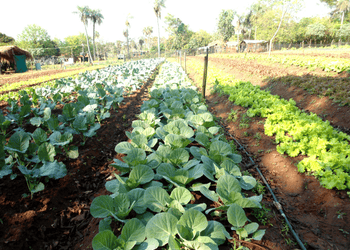 Oliveros tendrá su primera Feria Agroecológica: alimentos saludables y producción local