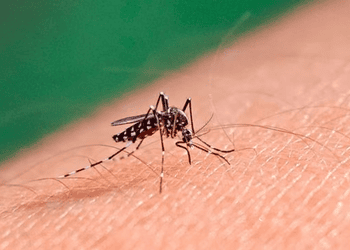 Dengue en Santa Fe: confirmaron el primer caso de la temporada en una mujer que viajó a Perú
