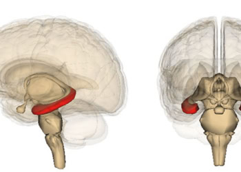 Hippocampus region called CA2 key to answering: ‘Have I been here before?’