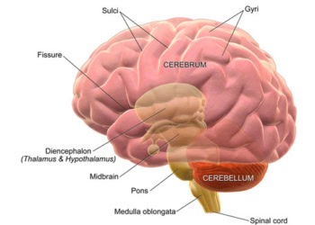 Scientists explain how memories stick together