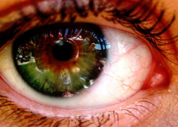 Meet the pioneering researcher who is growing eyes and brain cells