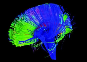 New insights into the circuitry of PTSD and mild traumatic brain injury