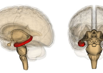 Sex does matter: Key molecular process in brain is different in males and females