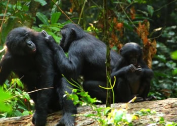 New study shows how complex bonobo communication is similar to that of human infants