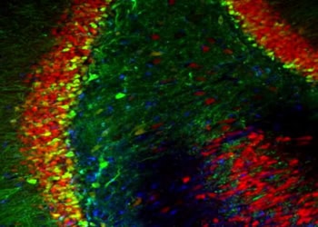 A new factor in depression? Brain protein discovery could lead to better treatments