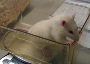 Stress in adolescence prepares rats for future challenges